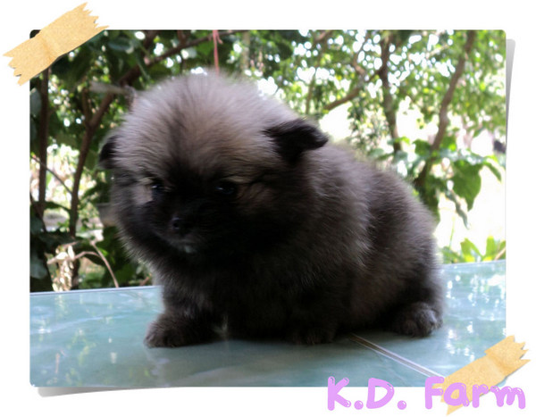 ปอมปักกิ่ง รูปที่ 5
