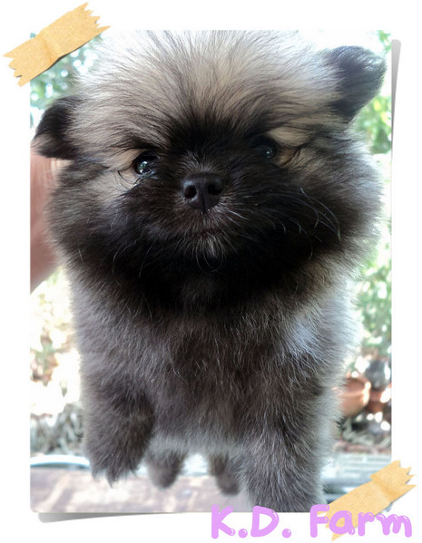 ปอมปักกิ่ง รูปที่ 7
