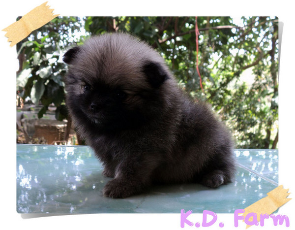 ปอมปักกิ่ง รูปที่ 3
