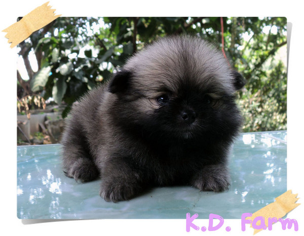 ปอมปักกิ่ง รูปที่ 4