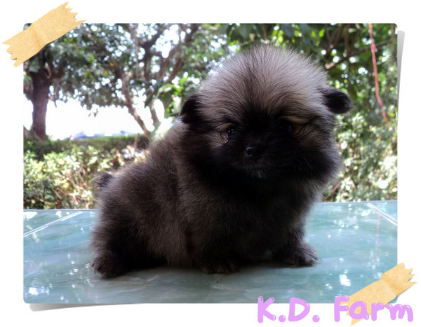 ปอมปักกิ่ง รูปที่ 6