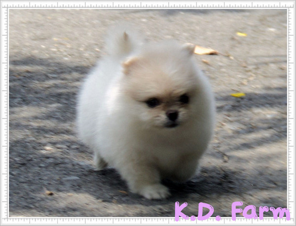 ปอมปักกิ่ง ลูกครึ่ง 75 มาอีกแล้วว รูปที่ 4