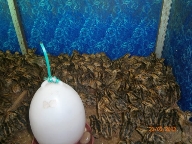 ขายไข่เชื้อนกกระทา รูปที่ 2