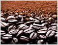 ขายกาแฟสด อราบิก้า ผลิต+จำหน่าย จากสวนกาแฟบนดอยสูง ส่งตรงถึงบ้าน ถุงละ 180 บาท