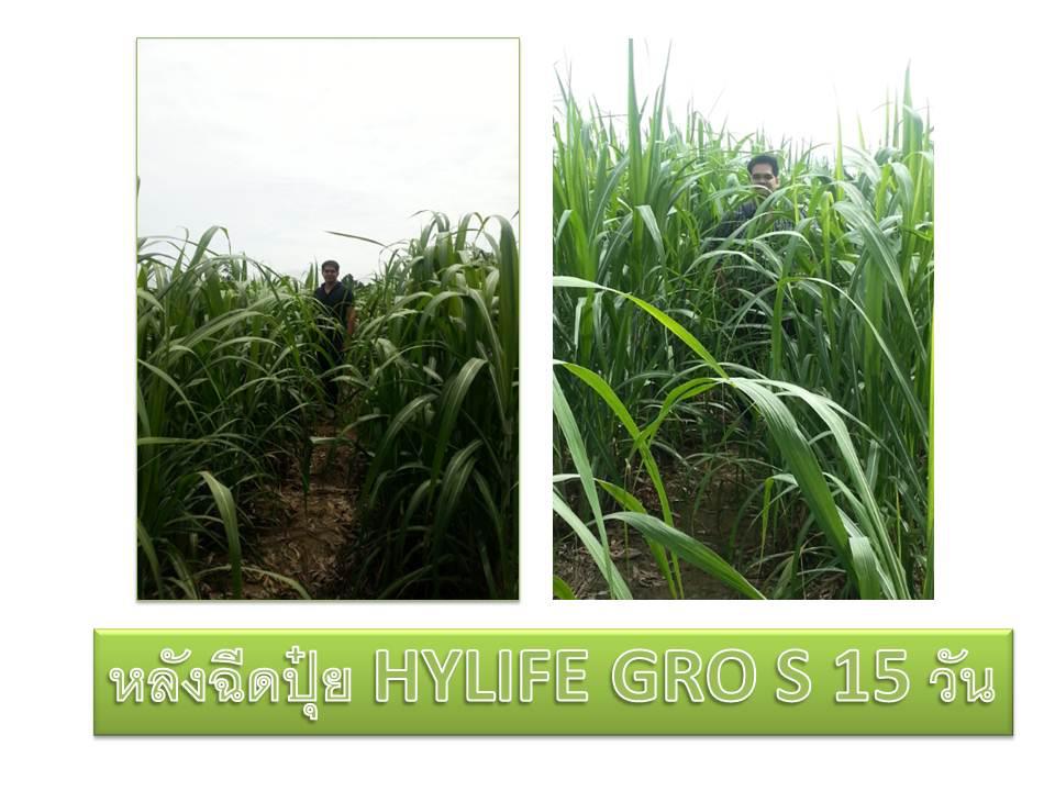 ไฮไลฟ์โกรเอ็กซ์ตร้า 200 ซีซี รูปที่ 3