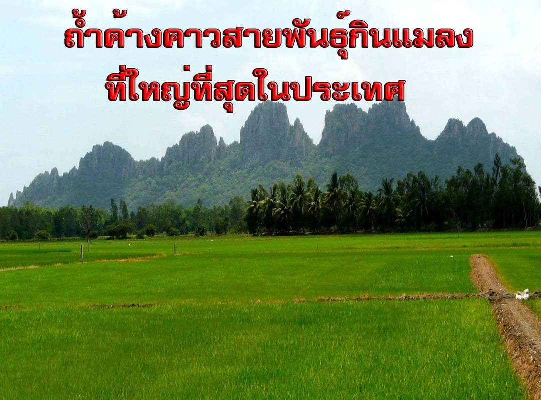 ปุ๋ยมูลค้างคาว  ตราเขาเพชร 25 กิโลกรัม รูปที่ 2