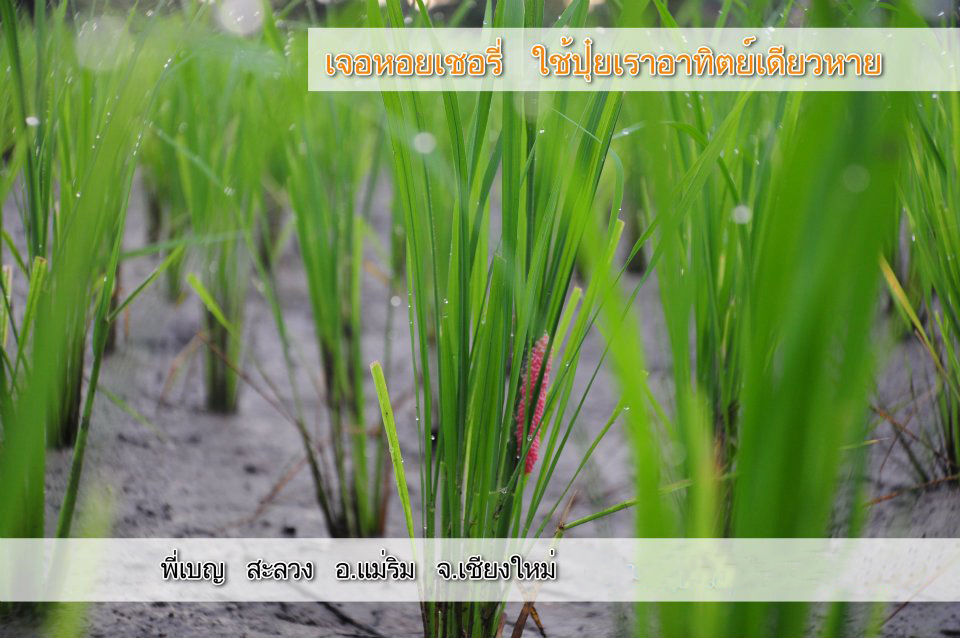 ไฮไลฟ์โกร แอล 100 มล. รูปที่ 4