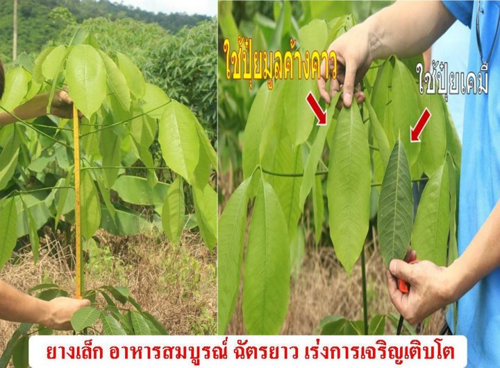 ปุ๋ยมูลค้างคาว ตราเขาเพชร 25 กิโลกรัม รูปที่ 7