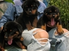 รูปย่อ ขายสุนัขบ้านครับ ร็อตไวเลอร์สายเยอรมัน สวย ๆ (มีบริการจัดส่ง) รูปที่4