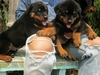 รูปย่อ ขายสุนัขบ้านครับ ร็อตไวเลอร์สายเยอรมัน สวย ๆ (มีบริการจัดส่ง) รูปที่2