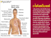 รูปย่อ เสริมสร้างสุขภาพและรายได้งามกับ   Double Stem Cell เซลล์ต้นกำเนิด รูปที่2