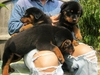 รูปย่อ ขายสุนัขบ้านครับ ร็อตไวเลอร์สายเยอรมัน สวย ๆ (มีบริการจัดส่ง) รูปที่3