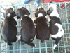 รูปย่อ ขายลูกสุนัขบีเกิ้ล size13 นิ้ว 3สี เกิด 18มีค56 ตัวผู้ 2ตัว เมีย 2ตัว อยู่เชียงใหม่ รูปที่7