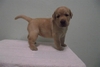 รูปย่อ GREEN-CORNER LABRADOR ลาบราดอร์ รูปที่3