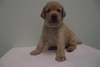 รูปย่อ GREEN-CORNER LABRADOR ลาบราดอร์ รูปที่1