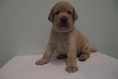 GREEN-CORNER LABRADOR ลาบราดอร์