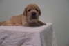 รูปย่อ GREEN-CORNER LABRADOR ลาบราดอร์ รูปที่2