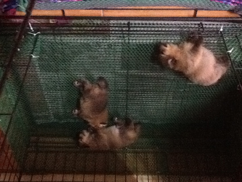 ปอม รูปที่ 2