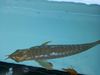 รูปย่อ ปลามังกรทองมาเลย์ รูปที่2