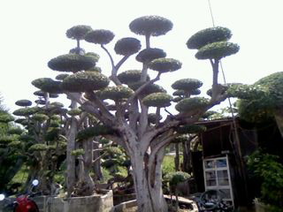 ไม้ดัด รูปที่ 6
