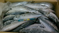 จำหน่ายปลาซาบะแท้ นำเข้าจากญี่ปุ่น รูปที่ 1