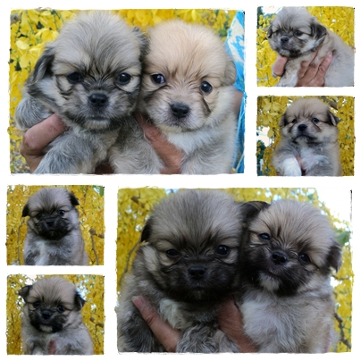 ลูกครึ่งปอมปักกิ่ง มาแล้วจร้า รูปที่ 2