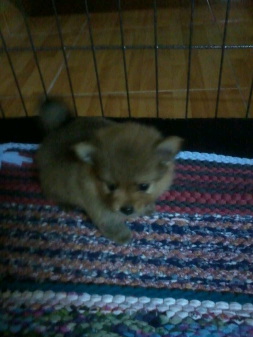 ลูก ปอม รูปที่ 2
