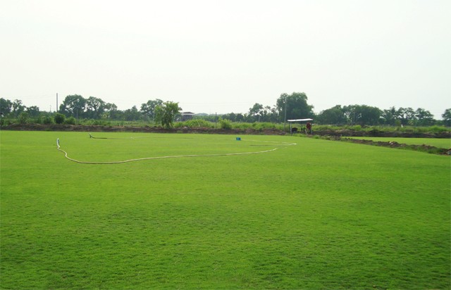 ไร่หญ้าศรีพลาพร ขายหญ้าจัดสวน หญ้าปูสนามราคาถูก รับออกแบบจัดสวนในราคากันเอง โทร.084-9052831,086-1519949 รูปที่ 1