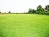 รูปย่อ ไร่หญ้าปวีณา ขายหญ้าจัดสวนหญ้าปูสนามราคาถูก เจ้าของปลูกเอง ขายเอง โทรสอบถามข้อมูลเพิ่มเติมได้ที่ 087-3263098,085-0838158 รูปที่3