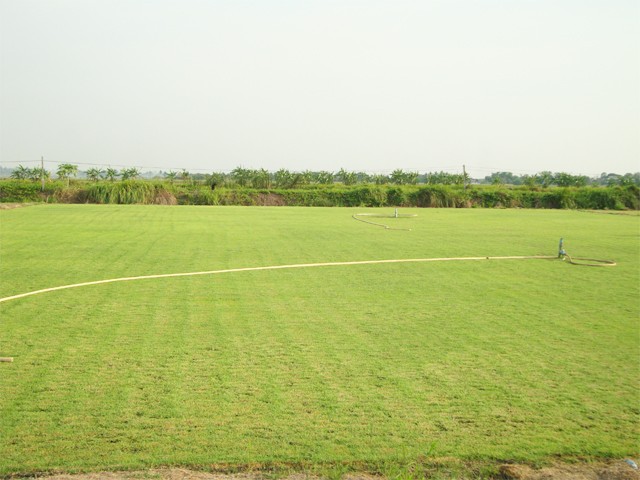 ไร่หญ้าปวีณา ขายหญ้าจัดสวนหญ้าปูสนามราคาถูก เจ้าของปลูกเอง ขายเอง โทรสอบถามข้อมูลเพิ่มเติมได้ที่ 087-3263098,085-0838158 รูปที่ 1