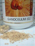 Gano..Ganoderma lucildum,Reishi gano,ganocelium,DXN ganocelium รูปที่ 3