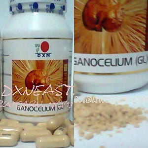 Gano..Ganoderma lucildum,Reishi gano,ganocelium,DXN ganocelium รูปที่ 4
