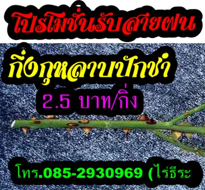 โปรโมชั่นรับหน้าฝน กิ่งปักชำกุหลาบ 2.5 บ./กิ่ง รูปที่ 1