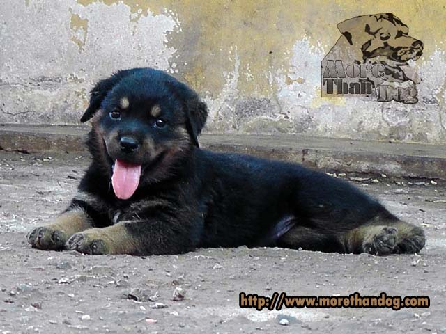 ขายลูกร็อตไวเลอร์(rottweiler)F-Litterสายเลือดดี โครงสร้างใหญ่ จากฟาร์ม รูปที่ 5