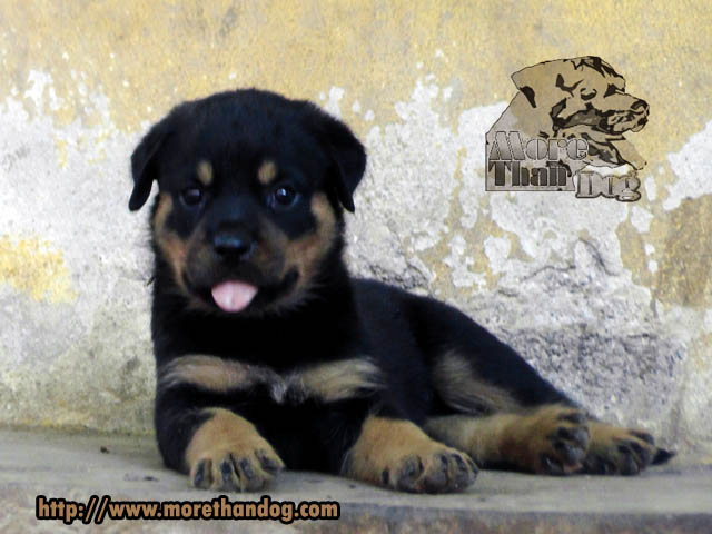 ขายลูกร็อตไวเลอร์(rottweiler)F-Litterสายเลือดดี โครงสร้างใหญ่ จากฟาร์ม รูปที่ 7