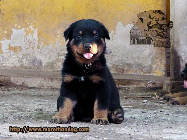 ขายลูกร็อตไวเลอร์(rottweiler)F-Litterสายเลือดดี โครงสร้างใหญ่ จากฟาร์ม รูปที่ 2