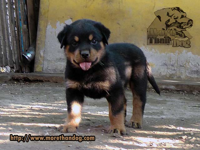 ขายลูกร็อตไวเลอร์(rottweiler)F-Litterสายเลือดดี โครงสร้างใหญ่ จากฟาร์ม รูปที่ 3
