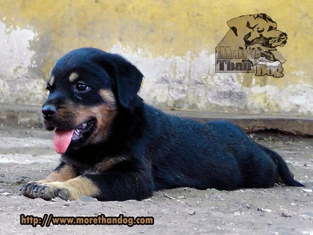 ขายลูกร็อตไวเลอร์(rottweiler)F-Litterสายเลือดดี โครงสร้างใหญ่ จากฟาร์ม รูปที่ 4