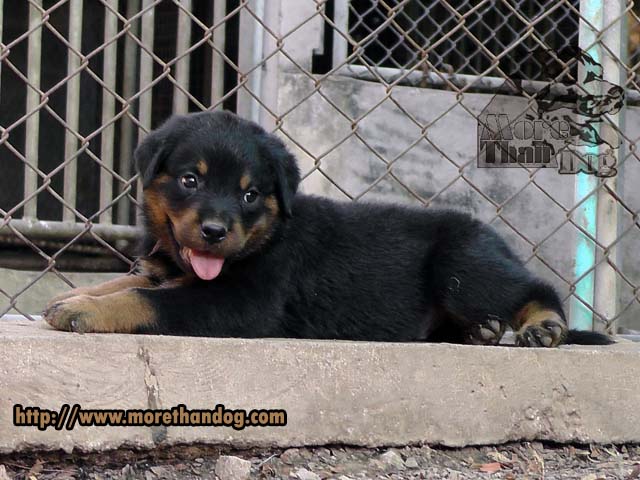 ขายลูกร็อตไวเลอร์(rottweiler)F-Litterสายเลือดดี โครงสร้างใหญ่ จากฟาร์ม รูปที่ 6