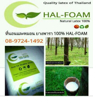 หมอนยางพารา 100% ยี่ห้อ hal-foam natural latex 100% จำหน่ายทั้งปลีกและส่ง รูปที่ 1