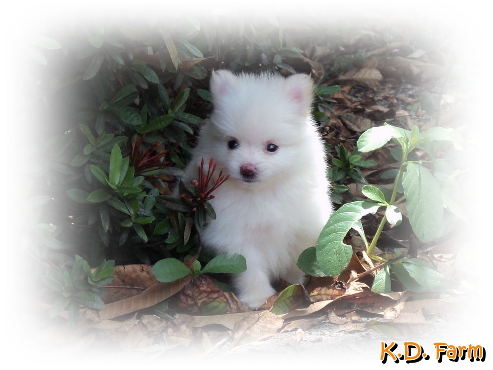 K.D. Farm ปอมเมอเรเนียน รูปที่ 6