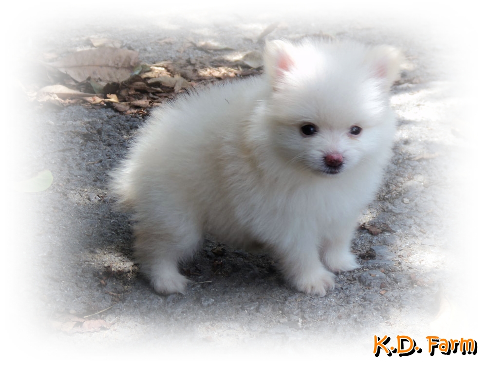 K.D. Farm ปอมเมอเรเนียน รูปที่ 4
