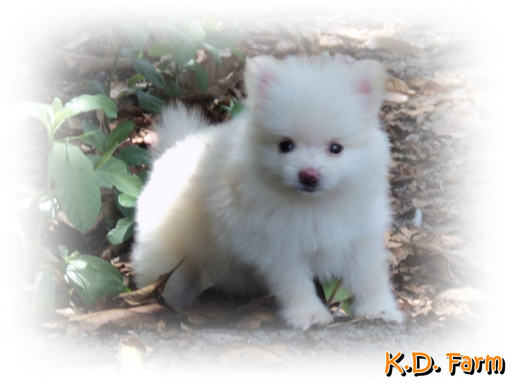K.D. Farm ปอมเมอเรเนียน รูปที่ 3