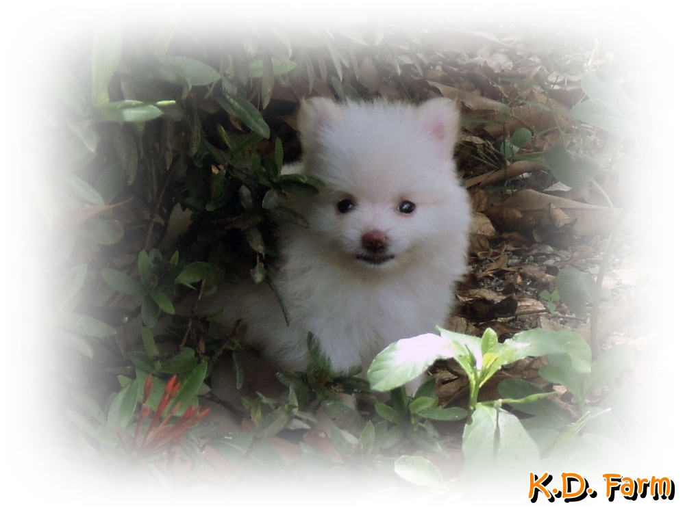K.D. Farm ปอมเมอเรเนียน รูปที่ 5