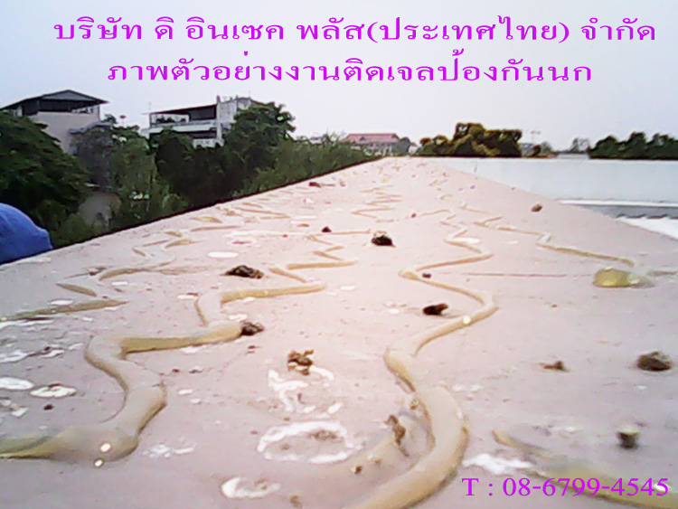 บริษัทกำจัดนก,ไล่นก,อุปกรณ์ป้องกันนก,บริษัทนก รูปที่ 7