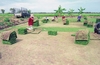 รูปย่อ ไร่หญ้าอุดมศักดิ์ ขายหญ้าจัดสวน หญ้าปูสนาม หญ้านวลน้อย หญ้าเบอร์มิวด้า หญ้าญี่ปุ่นทั้งปลีกและส่ง โทร.083-2972987,089-798-5802 คุณ รัตน์ รูปที่1