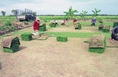 ไร่หญ้าอุดมศักดิ์ ขายหญ้าจัดสวน หญ้าปูสนาม หญ้านวลน้อย หญ้าเบอร์มิวด้า หญ้าญี่ปุ่นทั้งปลีกและส่ง โทร.083-2972987,089-798-5802 คุณ รัตน์