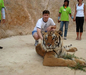 รูปย่อ ท่องเที่ยววัดเสือหลวงตามหาบัว กาญจนบุรี Tiger Temple Kanchanaburi รูปที่2