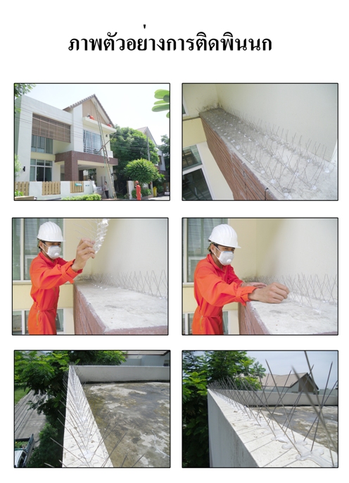 บริษัทกำจัดนก,ไล่นก,อุปกรณ์ป้องกันนก,บริษัทนก รูปที่ 3