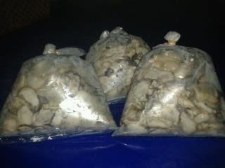 ขายส่งหอยนางรมสดจากฟาร์ม ราคา180/กก  084-7837333,089-4670370 ประทีบ รูปที่ 1